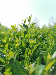 Verdant Vigor; The Boxwood’s Green Glory
