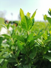 Green Enchantment; The Boxwood’s Lush Tapestry
