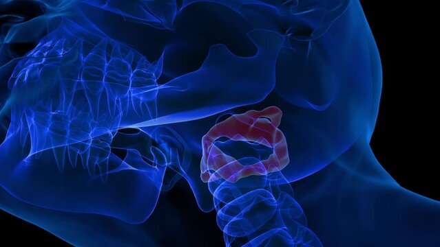 Human skeleton Atlas Bone Anatomy 3D rendering For Medical Concept
