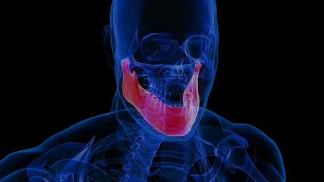 Human skeleton Skull Mandible Bone Anatomy 3D rendering For Medical Concept