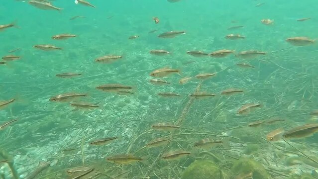 Calandinos fish under water, squalius alburnoides, autochthonous fish, preparing for reproduction, native fish