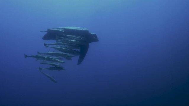 Leatherback Turtle Swimming Extremely Rare part one of two