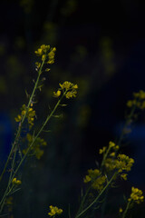 autumn flowers in the forest