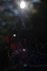 spider web with dew drops