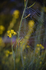 A beautiful flower and a spider web in a morning sunlight