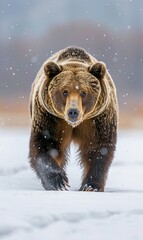 Brown bear running through the snow, Brown bear running in the snow.