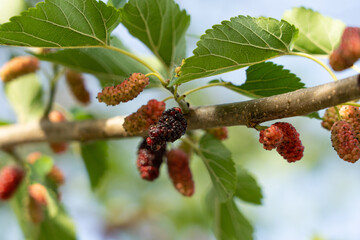 Mulberry tree with ripe morus fruit outdoor.  mulberries on the branch of tree.
