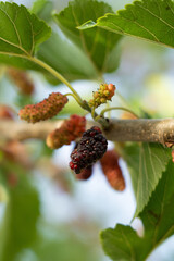 Mulberry tree with ripe morus fruit outdoor.  mulberries on the branch of tree.