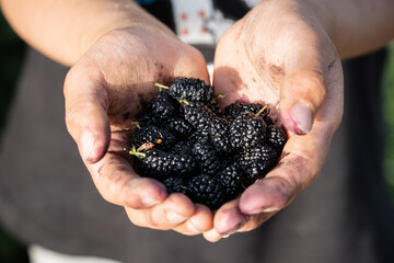 Fresh mulberry picked in hand.