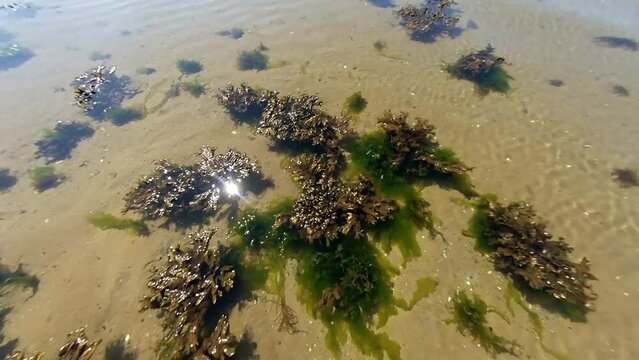 Braunalgen und Gr&uuml;nalgen an der Ostsee