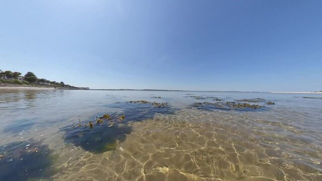Braunalgen und Gr&uuml;nalgen an der Ostsee