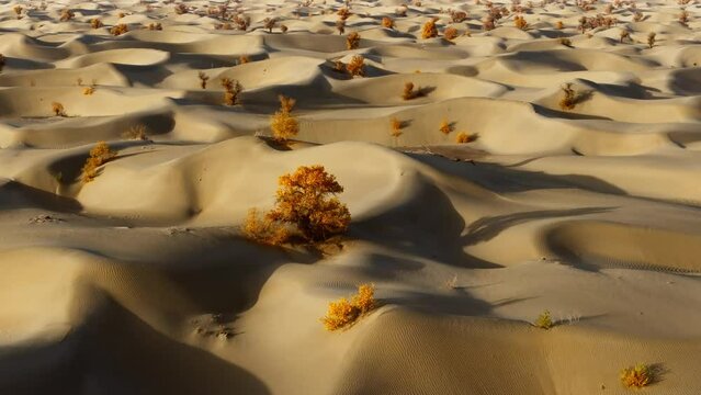 The golden poplar trees in the Taklamakan desert sand dunes between Alaer and Hotan, Xinjiang, China, 4K