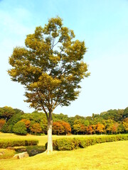 草原とケヤキある秋の21世紀の森と広場風景