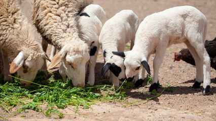Sheep and little lambs eating fresh grass © Ricardo Ferrando