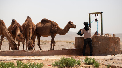 Berber watering desert dromedaries in South Morocco