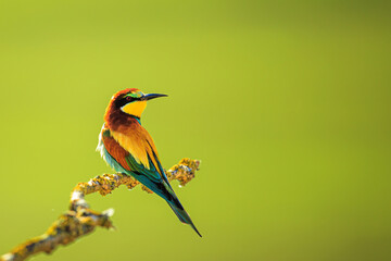 The European bee-eater (Merops apiaster) posing on a branch with a green background