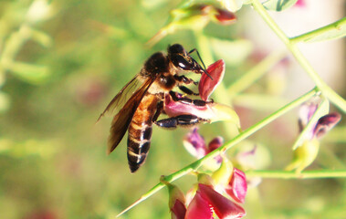 Bee and flower. Close up of a large striped bee collects honey on a pink flower on a Sunny bright day. Macro photograph  Honey bee on pink blossom flower, collects pollen from flower. 