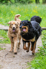 male black and gold Hovie dog hovawart two friends running side by side