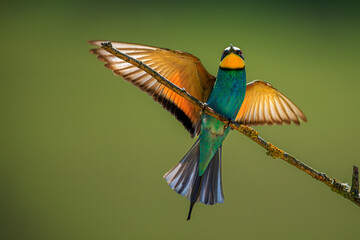 The European bee-eater (Merops apiaster) beautifully posing on the branch