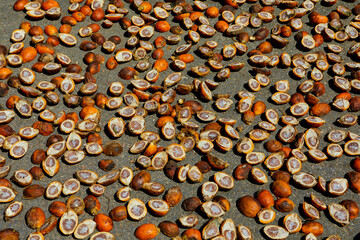 Full frame shot of ripe betel nut or Areca nut sliced in the sun drying