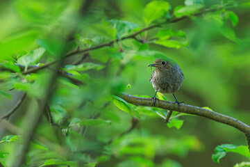black redstart (Phoenicurus ochruros) hiding in the branches