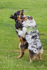 male black and gold Hovie dog hovawart jumping on each other with an Australian Shepherd Dog