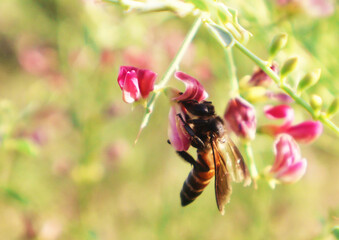 Bee and flower. Close up of a large striped bee collects honey on a pink flower on a Sunny bright day. Macro photograph  Honey bee on pink blossom flower, collects pollen from flower. 