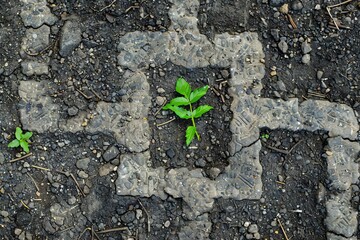 Green sprout growing through cracked urban pavement