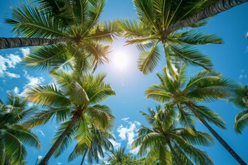Fototapeta premium Palm Tree Forest in Tropical Paradise: Lush greenery with clear blue skies