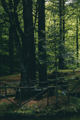 Beautiful view in a dark beech forest during spring with a little fence around a small lake. Moody scenery with sunlight peaking trough the branches.