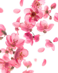 Fresh quince blossom, beautiful pink flowers falling in the air isolated on white background