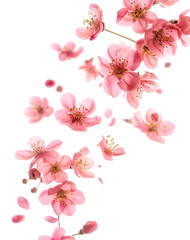 Fototapeta premium Fresh quince blossom, beautiful pink flowers falling in the air isolated on white background