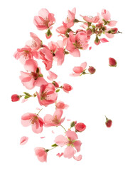 Fresh quince blossom, beautiful pink flowers falling in the air isolated on white background