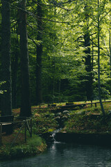 Small stream connecting to a small lake in the beech forest. Vibrant spring colors and relaxing place with small wooden fence on the side.