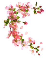 Obraz premium Fresh quince blossom, beautiful pink flowers falling in the air isolated on white background