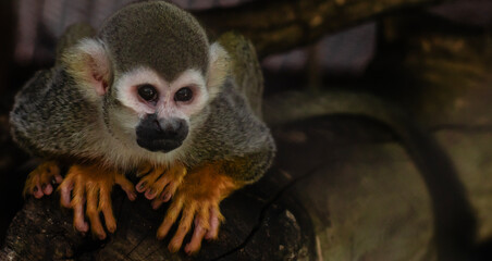 monkeys look at the face of love, are smart, have for thinking new things.