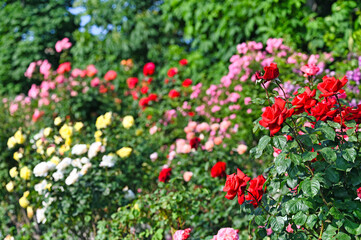 Red roses garden in Volksgarten Vienna Austria