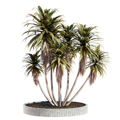 palm tree in a park isolated on a white or transparent background