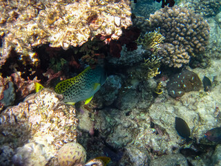 Plectorhinchus is a genus of marine ray-finned fish that lives on the huge coral reef of the Red Sea. Undersea world. Sea fish.