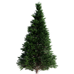 tree isolated on white or transparent background