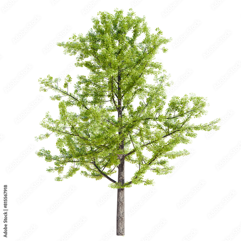 Sticker tree isolated on white or transparent background