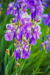 Iris, flower in a botanical garden, springtime
