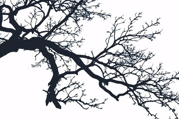 Fototapeta premium Stark silhouette of twisted tree branches against a plain backdrop
