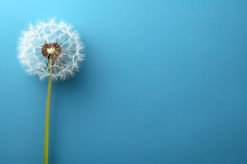 dandelion on blue empty background, with empty copy space 