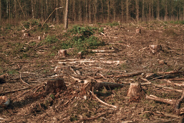 Fototapeta premium Ecological Damage. Deforestation Impact on European Evergreen Forests.