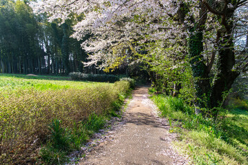 桜並木の道