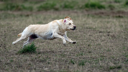 2024-03-09 A LABRADOR SPRINTING ACROSS A GRASS FIELD WITH LEGS OFF THE GROUND FOCUSED ON A BALL WITH NICE EYES AND A BLURRY BACKGROUND AT THE OFF LEASH DOG AREA AT MARYMOOR PARK IN REDMOND WASHINGTON