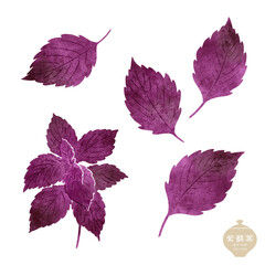 生薬のイラスト/ 赤紫蘇