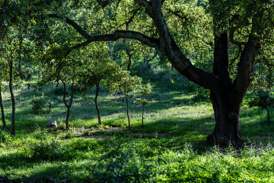oak in backlight, Sierra Morena, Sierra Norte de Sevilla, province of Seville, Andalusia