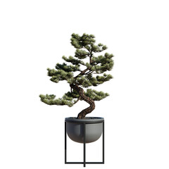 decorative bonsai tree isolated on transparent or white background